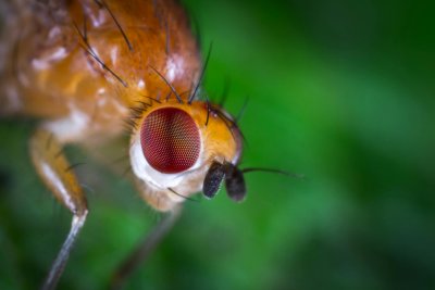 Frucht Fliege Kopf